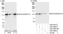 SF3a120/SAP114 Rabbit anti-Human, Mouse, Polyclonal, Bethyl Laboratories