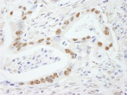 SF3b145/SAP145 Polyclonal Antibody, Bethyl Laboratories 10 &mu;L; Unconjugated:Antibodies,