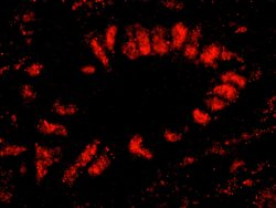 SF3b145/SAP145 Polyclonal Antibody, Bethyl Laboratories 10 &mu;L; Unconjugated:Antibodies,