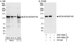 SF3b145/SAP145 Rabbit anti-Human, Polyclonal, Bethyl Laboratories 100 &mu;L;