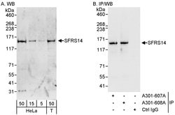 SFRS14 Rabbit anti-Human, Polyclonal, Bethyl Laboratories 100 &mu;L; Unconjugated:Antibodies,