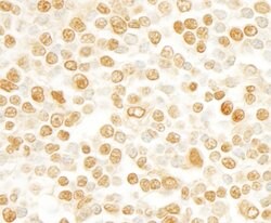 SFRS2IP Rabbit anti-Human, Polyclonal, Bethyl Laboratories 100 &mu;L; Unconjugated:Antibodies,