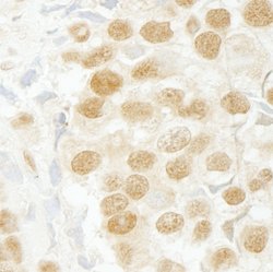 SFRS2IP Polyclonal Antibody, Bethyl Laboratories:Antibodies:Primary Antibodies