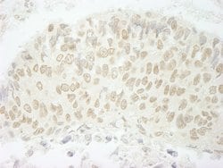 SFRS8/SWAP Polyclonal Antibody, Bethyl Laboratories:Antibodies:Primary