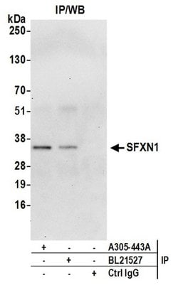 SFXN1 Rabbit anti-Human, Polyclonal, Bethyl Laboratories 100 &mu;L; Unconjugated:Antibodies,