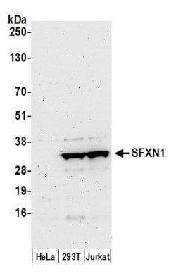 SFXN1 Rabbit anti-Human, Polyclonal, Bethyl Laboratories 100 &mu;L; Unconjugated:Antibodies,