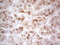 SGK196 Monoclonal Antibody (OTI4D9), TrueMAB , OriGene:Antibodies:Primary