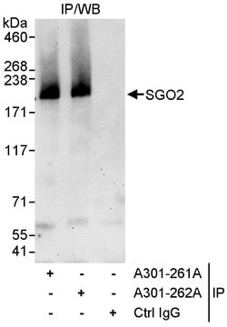 SGO2 Rabbit anti-Human, Polyclonal, Bethyl Laboratories 10 &mu;L; Unconjugated:Antibodies,