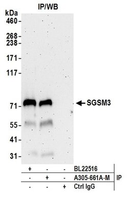 SGSM3 Polyclonal Antibody, Bethyl Laboratories:Antibodies:Primary Antibodies