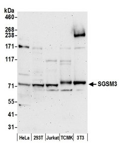 SGSM3 Polyclonal Antibody, Bethyl Laboratories:Antibodies:Primary Antibodies