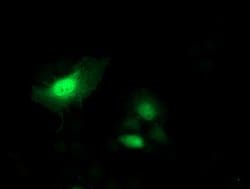 SH2D2A Mouse anti-Human, Mouse, Clone: OTI3C7, lyophilized, TrueMAB 100