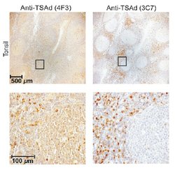 SH2D2A Mouse anti-Human, Mouse, Clone: OTI3C7, lyophilized, TrueMAB 100