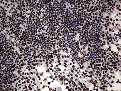 SH3BGRL Monoclonal Antibody (OTI8F7), TrueMAB , OriGene 100 &mu;L; Unconjugated:Antibodies,
