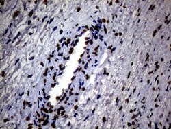 SH3BGRL Monoclonal Antibody (OTI8F7), TrueMAB , OriGene 100 &mu;L; Unconjugated:Antibodies,