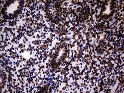 SH3BGRL Monoclonal Antibody (OTI8F7), TrueMAB , OriGene 100 &mu;L; Unconjugated:Antibodies,