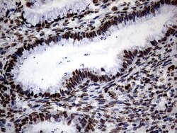 SH3BGRL Monoclonal Antibody (OTI8F7), TrueMAB , OriGene 100 &mu;L; Unconjugated:Antibodies,