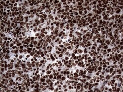 SH3BGRL Monoclonal Antibody (OTI8F7), TrueMAB , OriGene 100 &mu;L; Unconjugated:Antibodies,