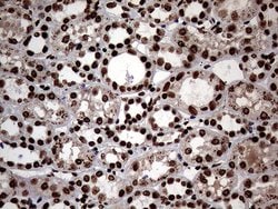 SH3BGRL Monoclonal Antibody (OTI8F7), TrueMAB , OriGene 100 &mu;L; Unconjugated:Antibodies,