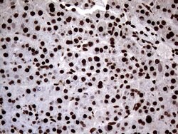 SH3BGRL Monoclonal Antibody (OTI8F7), TrueMAB , OriGene 100 &mu;L; Unconjugated:Antibodies,