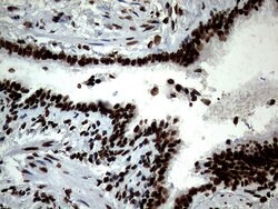 SH3BGRL Monoclonal Antibody (OTI8F7), TrueMAB , OriGene 100 &mu;L; Unconjugated:Antibodies,