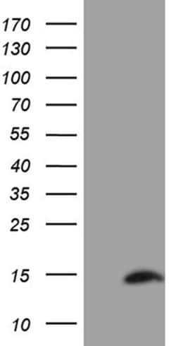 SH3BGRL Monoclonal Antibody (OTI8F7), TrueMAB , OriGene 100 &mu;L; Unconjugated:Antibodies,