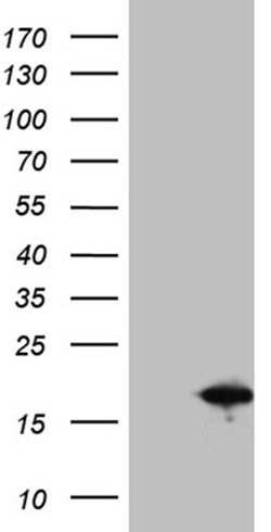 SH3BGRL Monoclonal Antibody (OTI2H5), TrueMAB , OriGene 100 &mu;L; Unconjugated:Antibodies,
