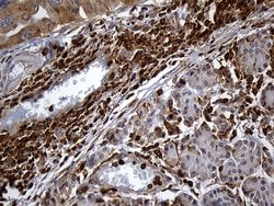 SH3BP1 Mouse anti-Human, Clone: OTI3G1, lyophilized, TrueMAB 100 &mu;g;