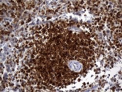 SH3BP1 Mouse anti-Human, Clone: OTI3G1, lyophilized, TrueMAB 100 &mu;g;