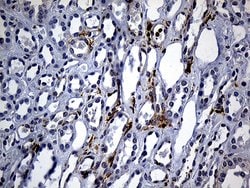 SH3BP1 Mouse anti-Human, Clone: OTI3G1, lyophilized, TrueMAB 100 &mu;g;