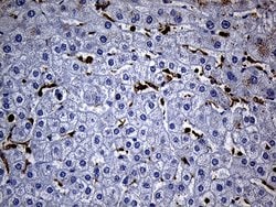 SH3BP1 Mouse anti-Human, Clone: OTI3G1, lyophilized, TrueMAB 100 &mu;g;