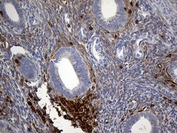 SH3BP1 Monoclonal Antibody (OTI1C9), TrueMAB , OriGene 100 &mu;L; Unconjugated:Antibodies,