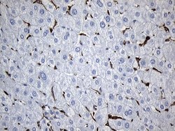 SH3BP1 Monoclonal Antibody (OTI1C9), TrueMAB , OriGene 100 &mu;L; Unconjugated:Antibodies,
