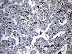 SH3BP1 Monoclonal Antibody (OTI1C9), TrueMAB , OriGene 100 &mu;L; Unconjugated:Antibodies,