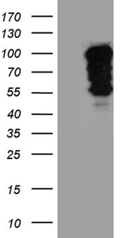 SH3BP1 Monoclonal Antibody (OTI2F4), TrueMAB , OriGene 100 &mu;L; Unconjugated:Antibodies,