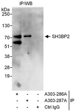 SH3BP2 Rabbit anti-Human, Polyclonal, Bethyl Laboratories 10 &mu;L; Unconjugated:Antibodies,
