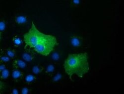 SH3GL1 Monoclonal Antibody (OTI3F8), TrueMAB , OriGene 100 &mu;L; Unconjugated:Antibodies,