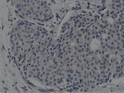 SH3GL1 Monoclonal Antibody (OTI3F8), TrueMAB , OriGene 100 &mu;L; Unconjugated:Antibodies,