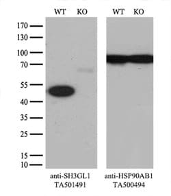 SH3GL1 Mouse anti-Human, Clone: OTI2F5, liquid, TrueMAB 100 &mu;L | Buy Online | OriGene | Fisher Scientific