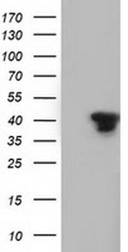 SH3GL1 Monoclonal Antibody (OTI3F8), TrueMAB , OriGene:Antibodies:Primary