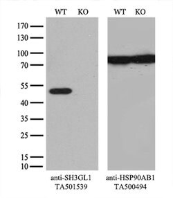 SH3GL1 Monoclonal Antibody (OTI3F8), TrueMAB , OriGene 100 &mu;L; Unconjugated:Antibodies,