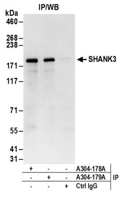 SHANK3 Rabbit anti-Human, Mouse, Polyclonal, Bethyl Laboratories 100 &mu;L;