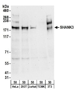 SHANK3 Rabbit anti-Human, Mouse, Polyclonal, Bethyl Laboratories 100 &mu;L;