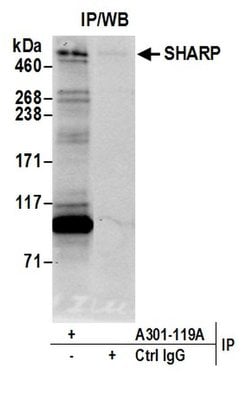SHARP Rabbit anti-Human, Polyclonal, Bethyl Laboratories 10 &mu;L; Unconjugated:Antibodies,