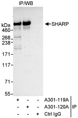 SHARP Rabbit anti-Human, Polyclonal, Bethyl Laboratories 10 &mu;L; Unconjugated:Antibodies,