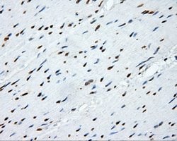 SHC1 Mouse anti-Human, Clone: OTI3A1, lyophilized, TrueMAB 100 &mu;g; Unconjugated:Antibodies,