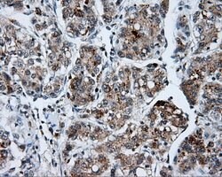 SHC1 Mouse anti-Human, Clone: OTI3A1, lyophilized, TrueMAB 100 &mu;g; Unconjugated:Antibodies,