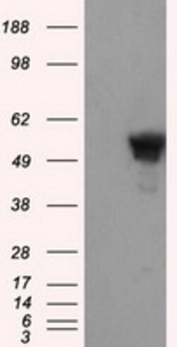 SHC1 Mouse anti-Human, Clone: OTI3A1, lyophilized, TrueMAB 100 &mu;g; Unconjugated:Antibodies,