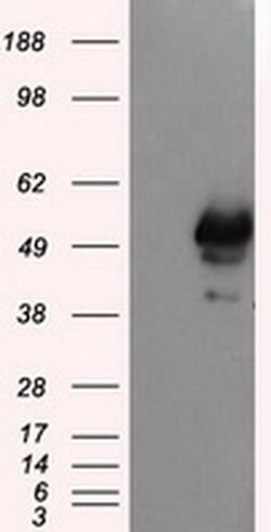 SHC1 Mouse anti-Human, Clone: OTI1H8, TrueMAB , Origene 30 &mu;L; Unconjugated:Antibodies,