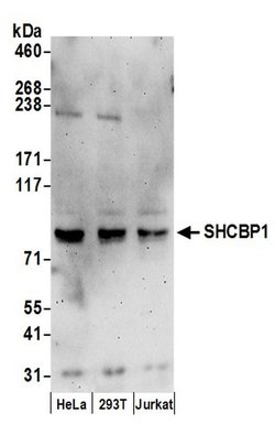 SHCBP1 Rabbit anti-Human, Polyclonal, Bethyl Laboratories 100 &mu;L; Unconjugated:Antibodies,