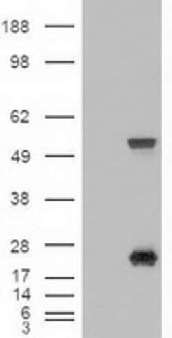 SHH Mouse anti-Human, Clone: OTI3A2, lyophilized, TrueMAB 100 &mu;g; Unconjugated:Antibodies,